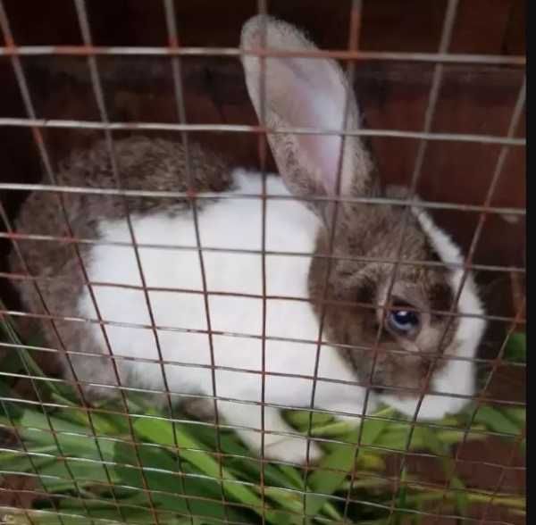 QuickSales live rabbits